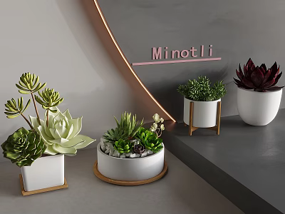 Indoor Succulent Plants In Various Decorative Pots For Home Decor 3d model
