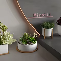 Indoor Succulent Plants In Various Decorative Pots For Home Decor