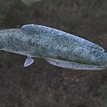 Freshwater Catfish With Long Whiskers And Scaly Body In Natural Habitat