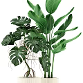 Potted Green Plants With Large Leaves And Various Pots For Indoor Decoration