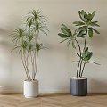 Indoor Potted Plants With Various Green Leaves In White Gray Pots On Herringbone Wooden Floor