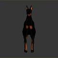 Black and Red Doberman Pinscher in Standing Pose with Sleek Coat on Neutral Gray Background