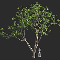 Tall Tree With Lush Green Leaves Standing Beside White Garden Statue