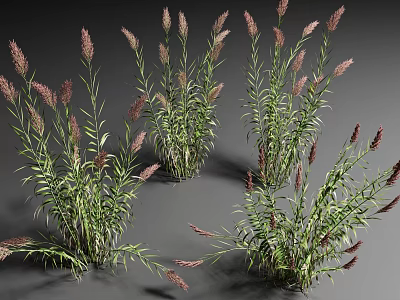 Aquatic Plants With Green Leaves And Purple Flower Spikes In Clustered Growth 3d model