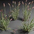 Aquatic Plants With Green Leaves And Purple Flower Spikes In Clustered Growth