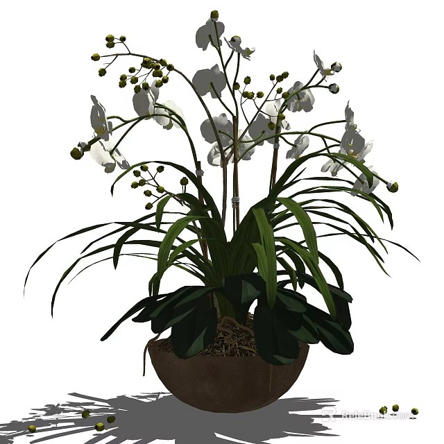 Blooming White Orchids With Green Leaves In Brown Ceramic Vase 3d model 