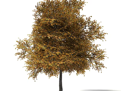 Tall Autumn Tree With Vibrant Golden Yellow Leaves And Lush Crown 3d model