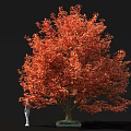 Large Vibrant Red Leaf Tree With Lush Foliage And Human Figure For Scale 3d model