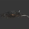 Detailed Realistic Black Toad With Folding Knife on Shiny Black Surface 3d model
