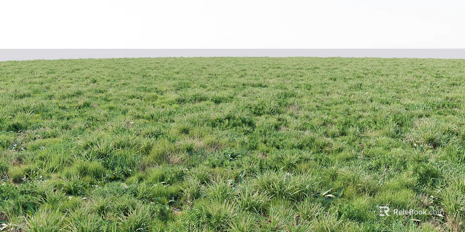 Lush Green Meadow With Diverse Grasses And Herbs Under Clear Sky And Horizon 3d model 