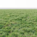 Lush Green Meadow With Diverse Grasses And Herbs Under Clear Sky And Horizon