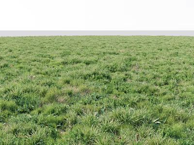 Lush Green Meadow With Diverse Grasses And Herbs Under Clear Sky And Horizon 3d model
