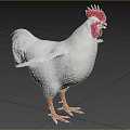 White Rooster with Red Comb and Orange Claws Standing on Grassy Ground in Outdoor Area