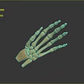Realistic 3D Rendered Brown Hand Skeleton Model With Gradient Gray To Black Background Reflection 3d model