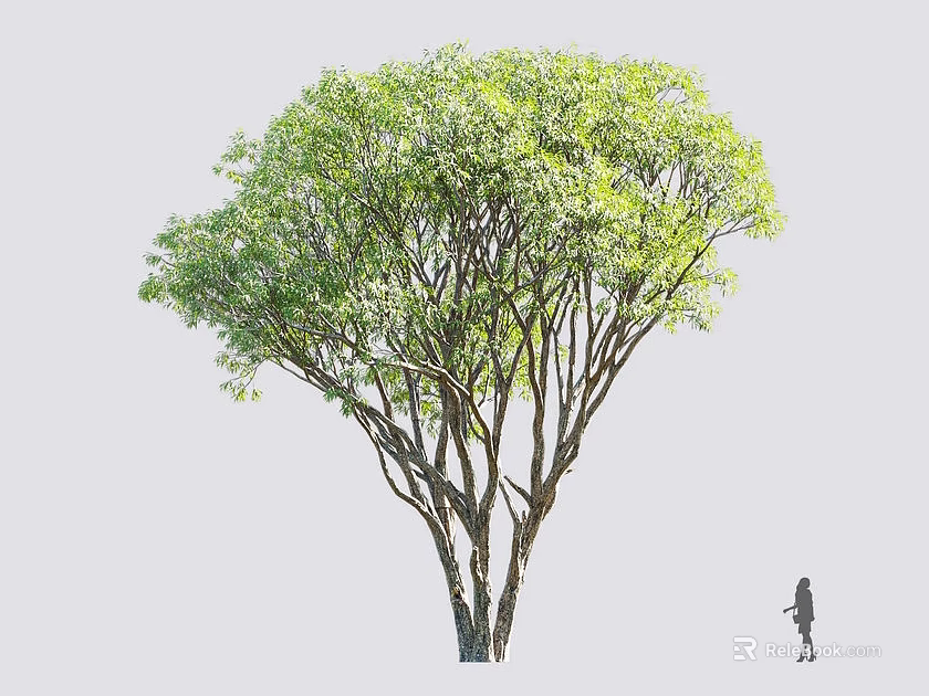 Majestic Arbor With Lush Green Leaves And Thick Trunk Beside A Person 3d model 