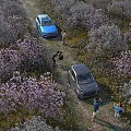 Aerial View Of Blossoming Flower Field Landscape With Visitors Parked Cars For Pleasant Outdoor Trip