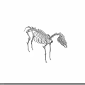Artistic Animal Skeleton Display With Detailed Structure On Green Geometric Background
