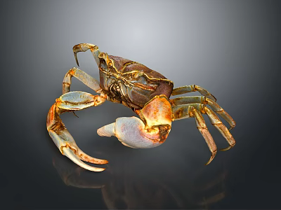 Brown And Yellow Crab With Large Claws And Detailed Body On Smooth Reflective Surface 3d model