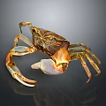 Brown And Yellow Crab With Large Claws And Detailed Body On Smooth Reflective Surface