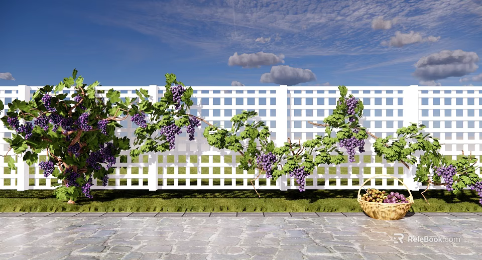 Grape Arbor With White Lattice Fence Purple Grapes And Wicker Basket 3d model 