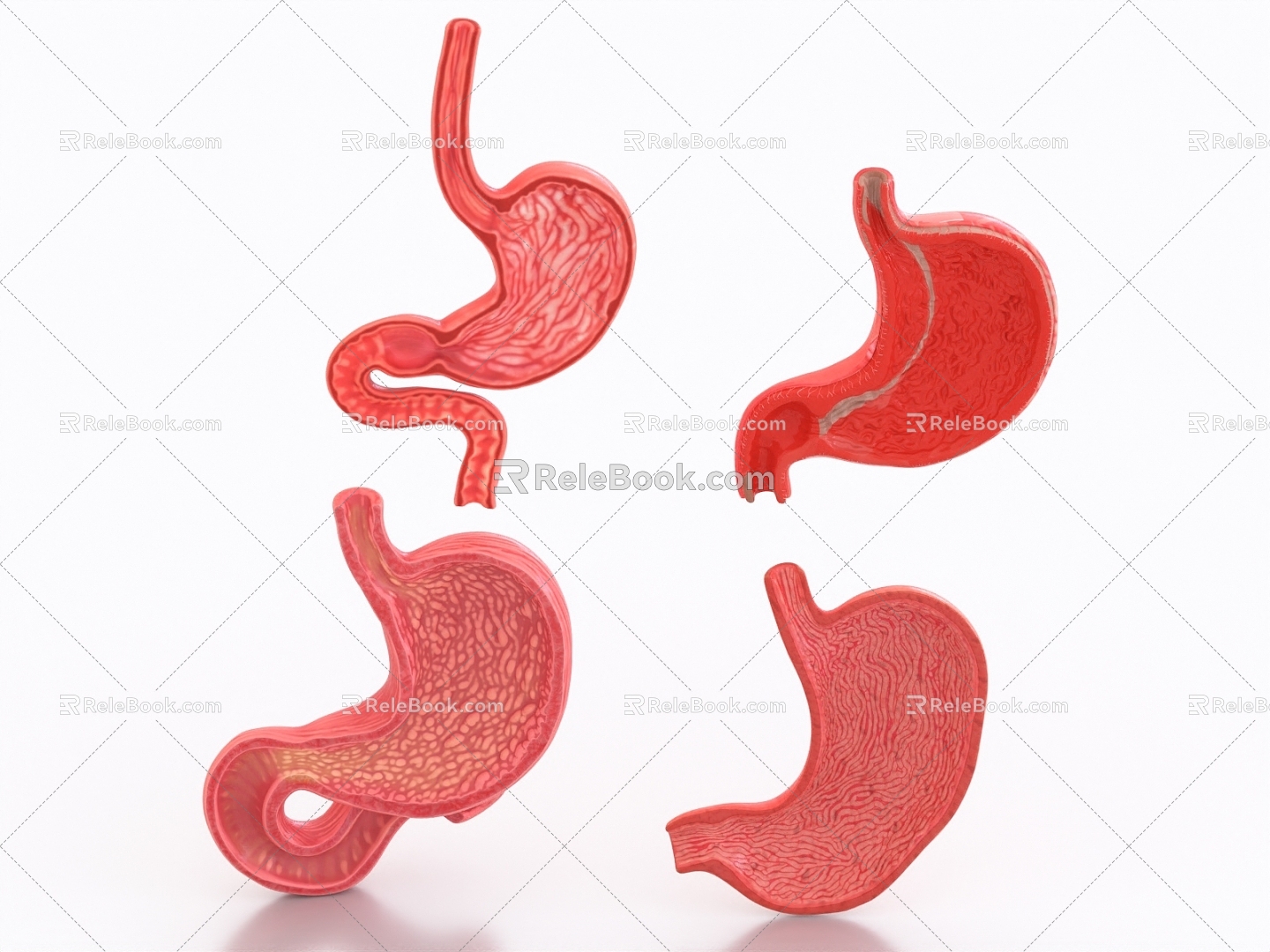 Stomach Organs Stomach Decomposition Medical Organs 3d model