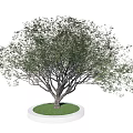 Landscape tree big tree old tree pool 3d model