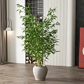 Tall Bamboo Bonsai Plant In Modern Indoor Setting With Gray Ceramic Pot And Wooden Floor