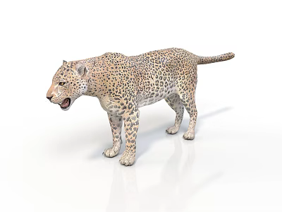 Realistic 3D Leopard Model With Spotted Fur Open Mouth On White Background 3d model