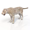 Realistic 3D Leopard Model With Spotted Fur Open Mouth On White Background