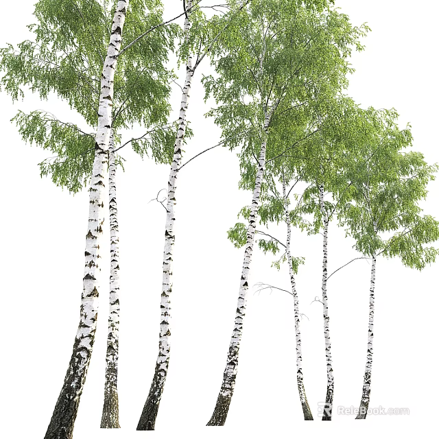 Tall Birch Trees With White Trunks And Green Leaves In Natural Landscape 3d model 