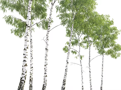 Tall Birch Trees With White Trunks And Green Leaves In Natural Landscape 3d model