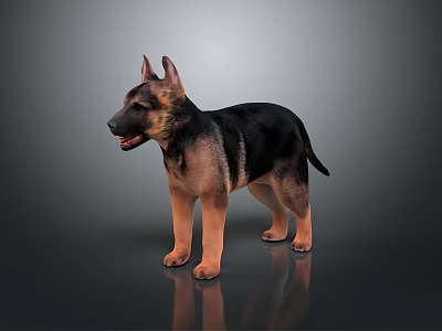 Realistic German Shepherd 3D Model Standing On Reflective Surface With Black Tan Coat 3d model