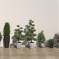 potted plant flowerpot plant bonsai 3d model