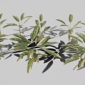 Ornamental Alpinia zerumbet Plant With Green Red Variegated Leaves And Tropical Foliage