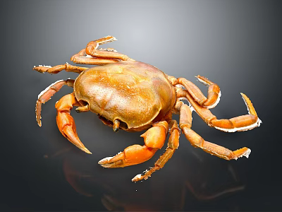 Brown Crab With Orange Claws On Black Background Close Up View 3d model