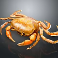 Brown Crab With Orange Claws On Black Background Close Up View