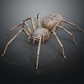 Realistic Brown Spotted Spider With Long Legs On Dark Shiny Background