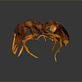3D Rendered Orange Ants Interacting On Dark Background With Detailed Texture And Reflection