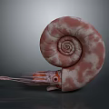 Spiral Shell Marine Creature With Pink White Patterns Tentacles And Orange Eyes 3d model