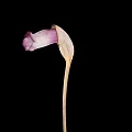 Elegant Purple and White Flower with Curved Petal and Slender Stem on Black Background