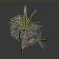Decorative Ornamental Plant With Green And Red Sword Shaped Leaves And Thick Woody Stem
