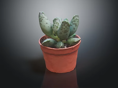 Spotted Fleshy Succulent Plant In Red Terracotta Pot On Dark Background 3d model
