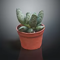 Spotted Fleshy Succulent Plant In Red Terracotta Pot On Dark Background