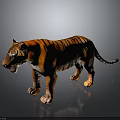 Majestic Tiger with Orange Fur and Black Stripes Standing on Reflective Gray Background