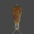 Small Snail With Brown Yellow Shell And Gray Body On Blurred Background