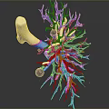 3D Rendering of Organ Structure with Hair Like Red Blue Blood Vessels and White Bone