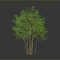 Lush Green Bamboo Plant With Yellow Culms And Multiple Stems On Gray Background 3d model