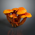 Vibrant Orange Edible Mushrooms Cluster With Fresh Caps And Tender Stems