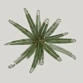 Tropical Cycas Arbor With Large Green Fronds And Brown Trunk Base