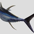 Yellowfin Tuna 3d model